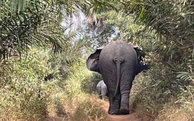 Elefanten in Guinea!