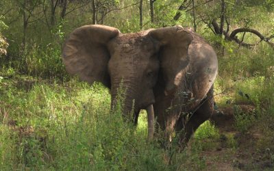 Tiere, Tiere, Typhus!