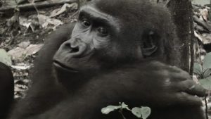 Auge in Auge mit Gorillas Auge in Auge mit Gorillas