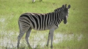 Namibia: ab in den Etosha! Namibia: ab in den Etosha!